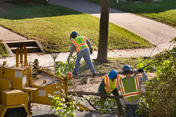 Best Arborist Services Near Me  in Pike Creek Valley, DE